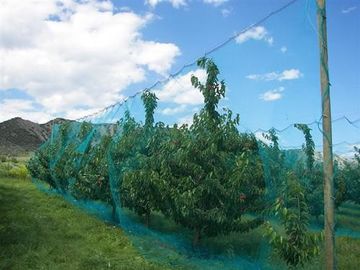 Κίνα Στρέβλωση πλεκτή κάλυψη της αλιείας με δίχτυα προστασίας τσαντών πλέγματος οθόνης εντόμων οπωρωφόρων δέντρων προμηθευτής