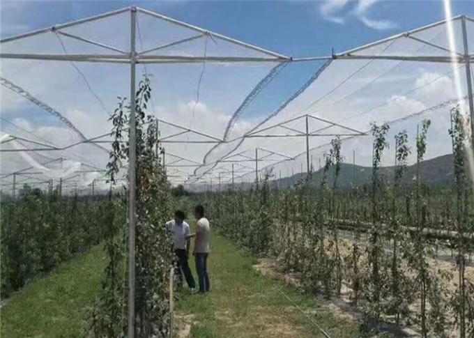 Γεωργική προστασία με τη UV αλιεία με δίχτυα πλέγματος εντόμων οπωρώνων δικτύου και αντι χαλάζι για τα δέντρα μηλιών