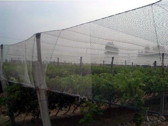 250 HDPE 100% εντόμων μέτρα αλιείας με δίχτυα πλέγματος για το φυτικό θερμοκήπιο γεωργικό