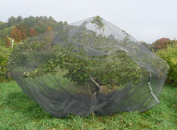 Στρέβλωση πλεκτή κάλυψη της αλιείας με δίχτυα προστασίας τσαντών πλέγματος οθόνης εντόμων οπωρωφόρων δέντρων